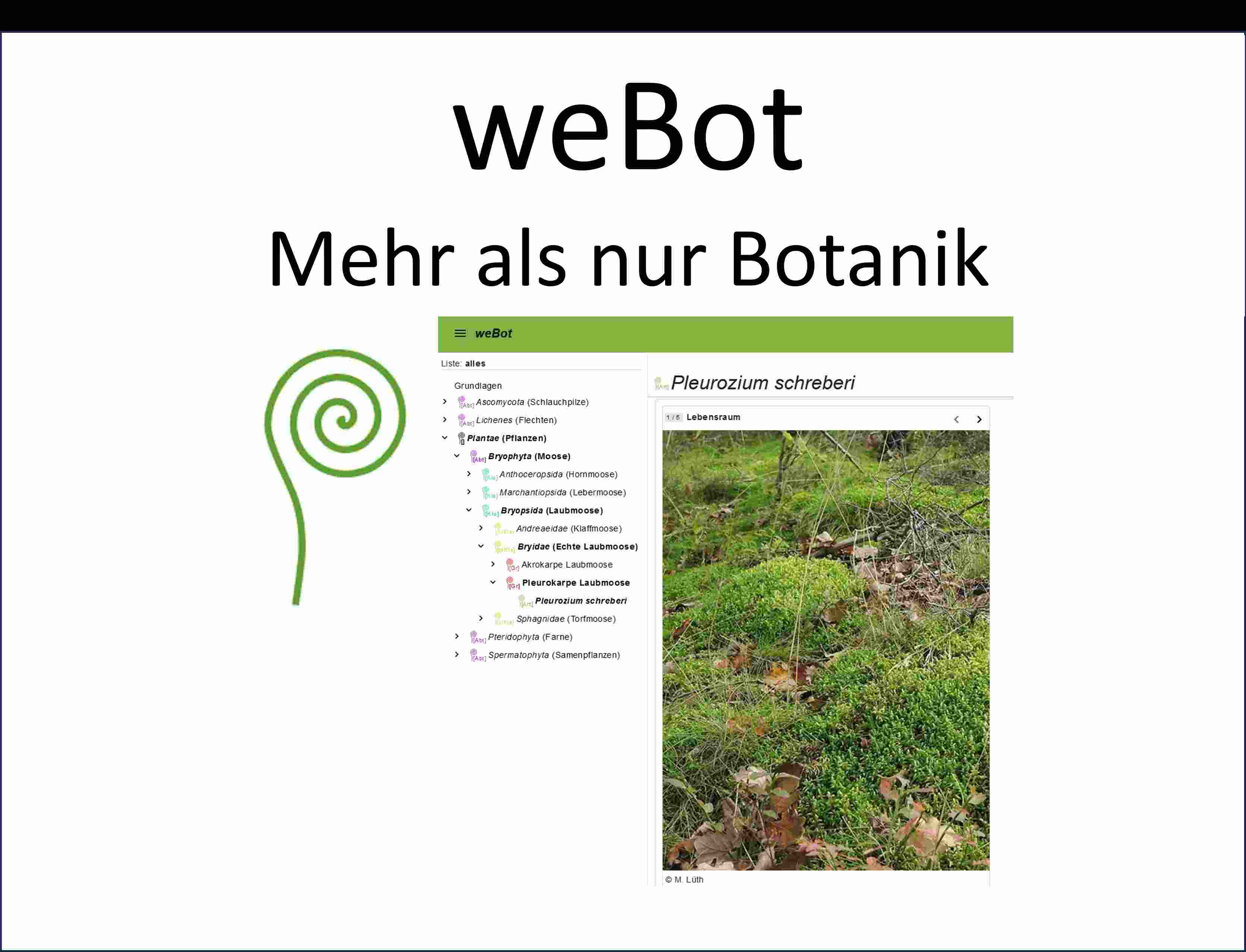 weBot