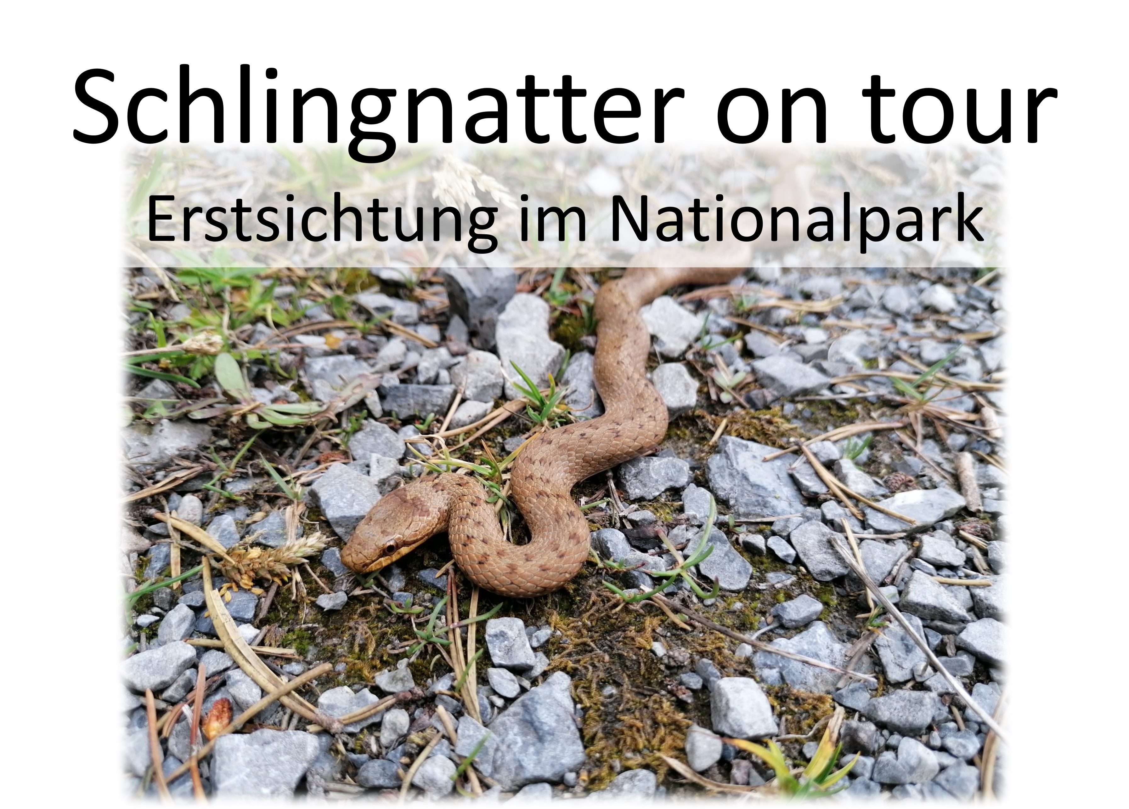 Schlingnatter on tour